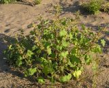 Xanthium orientale