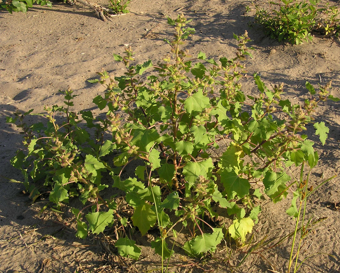 Image of Xanthium orientale specimen.