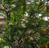 Citrus sinensis