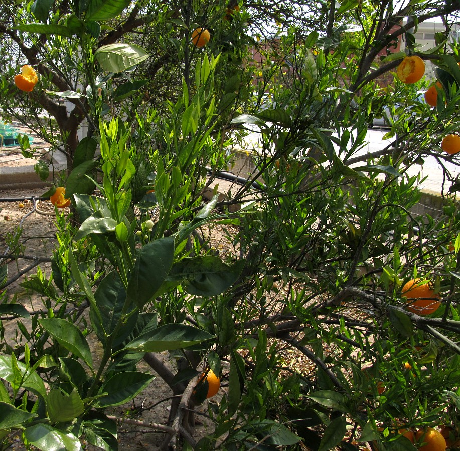 Изображение особи Citrus sinensis.