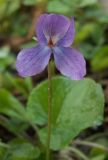 Viola odorata