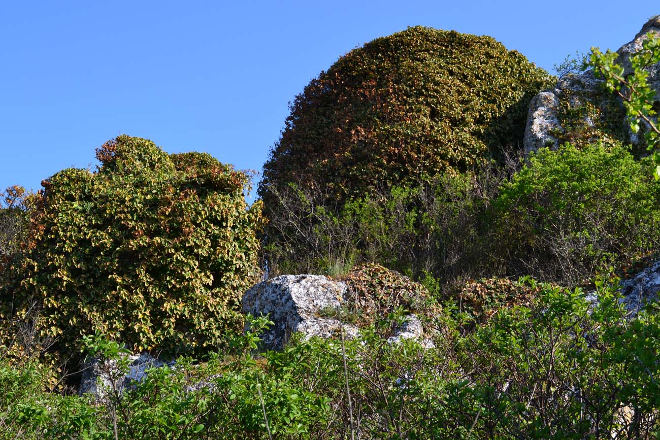 Image of Hedera helix specimen.