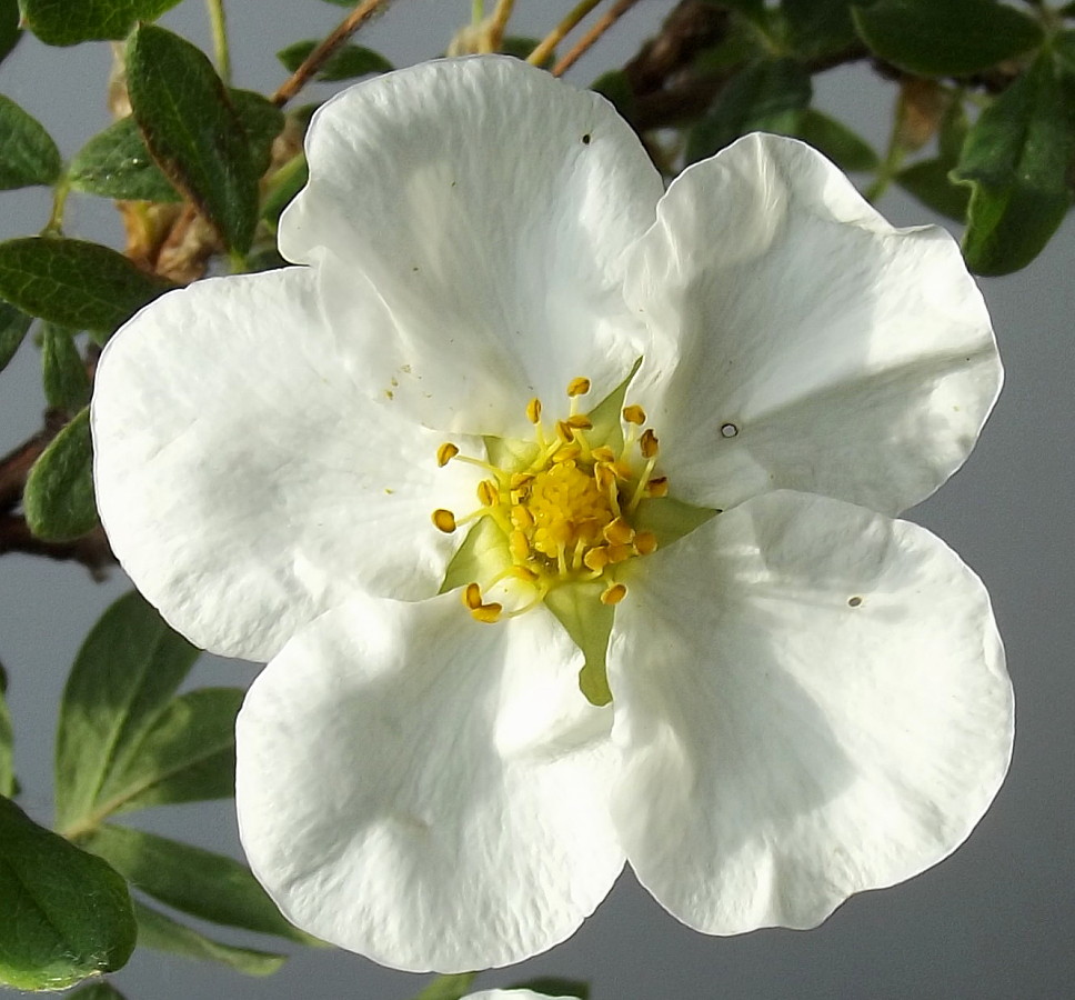 Изображение особи Dasiphora fruticosa.