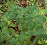 Origanum vulgare