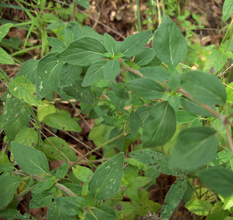 Image of Origanum vulgare specimen.