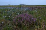 Phlomis pungens