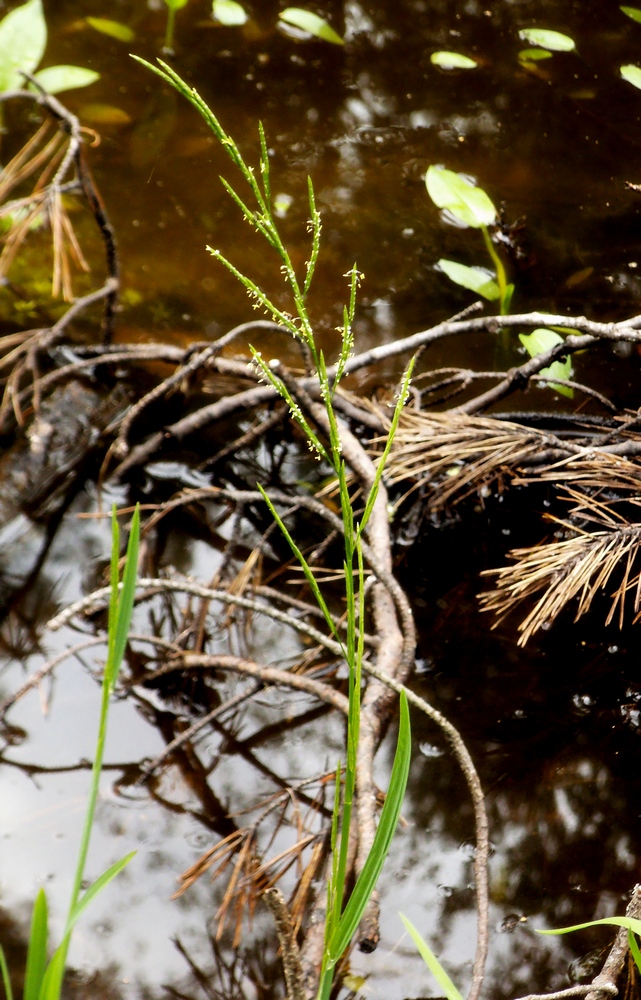 Image of Glyceria notata specimen.