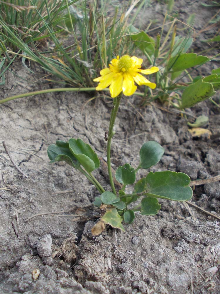 Image of Halerpestes salsuginosa specimen.
