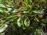 Dryas caucasica