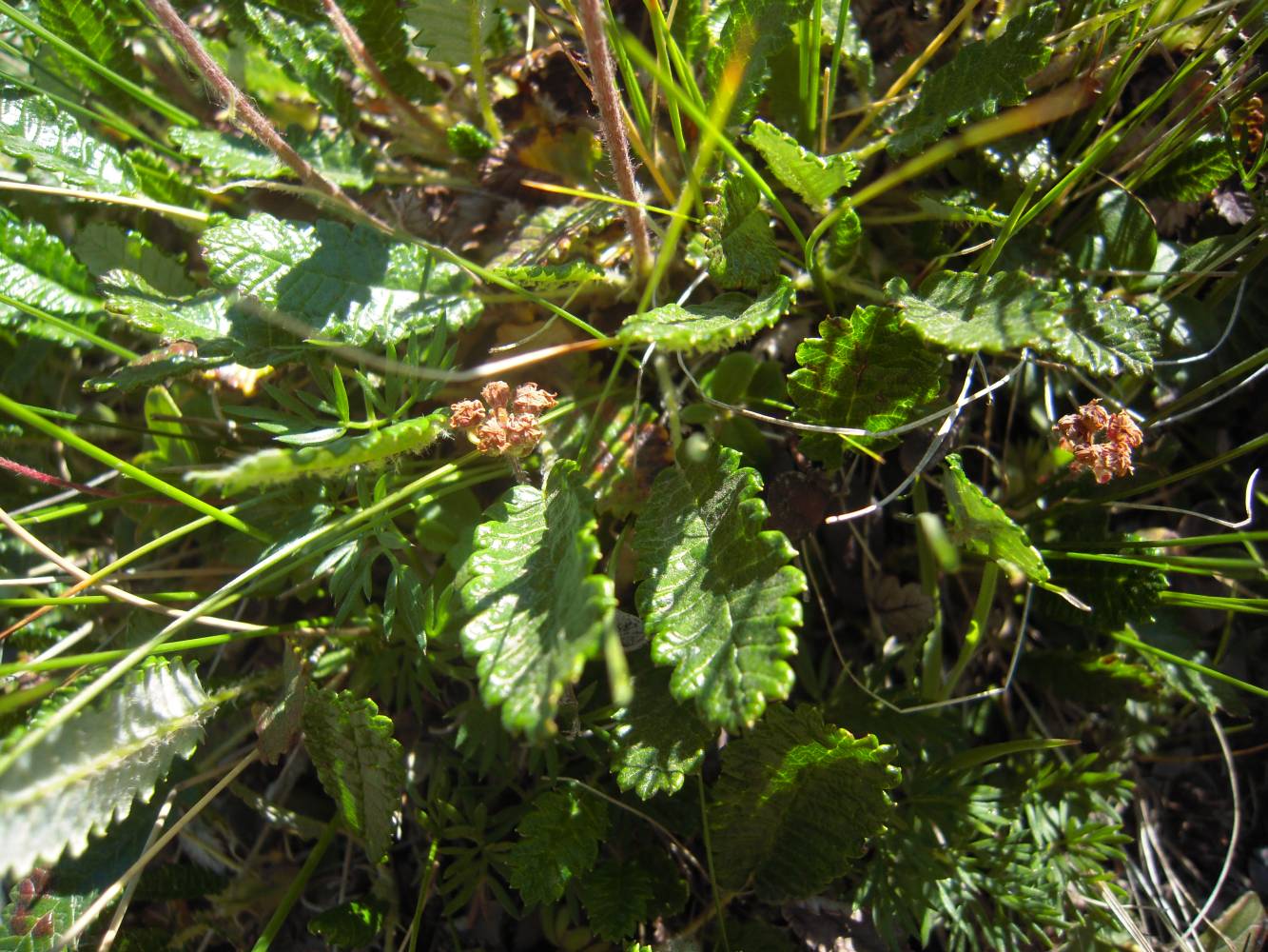 Изображение особи Dryas caucasica.