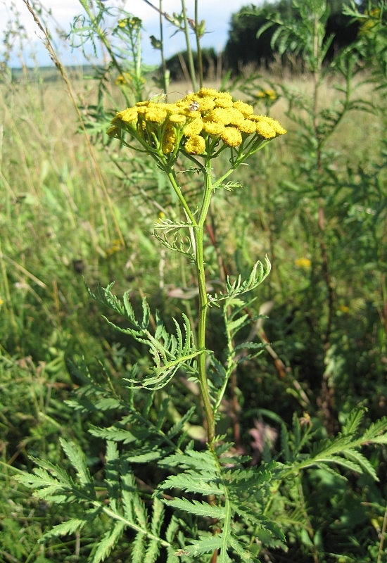 Image of Tanacetum vulgare specimen.