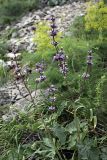 Phlomoides brachystegia