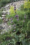 Phlomoides brachystegia. Цветущие растения. Южный Казахстан, каньон Даубаба. 05.05.2012.