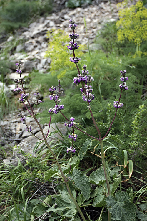 Изображение особи Phlomoides brachystegia.