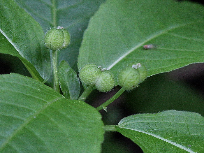 Изображение особи Mercurialis perennis.