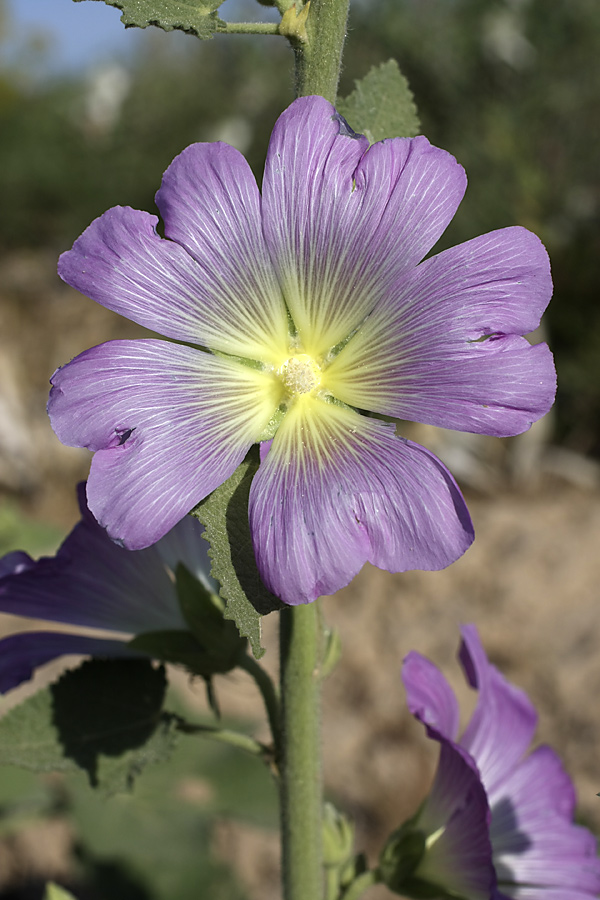 Изображение особи Alcea litwinowii.