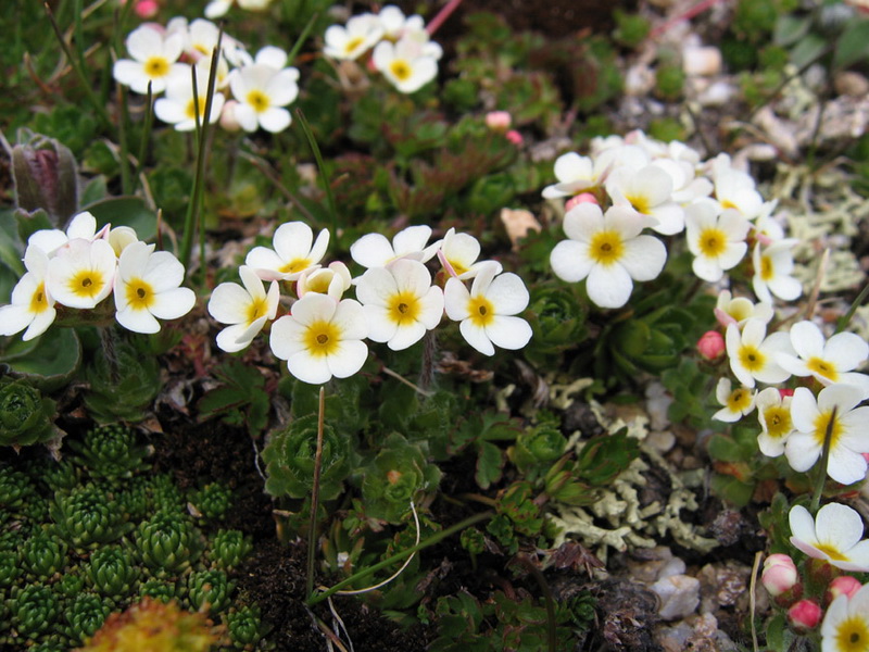 Image of Androsace lehmanniana specimen.