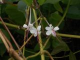 род Clerodendrum