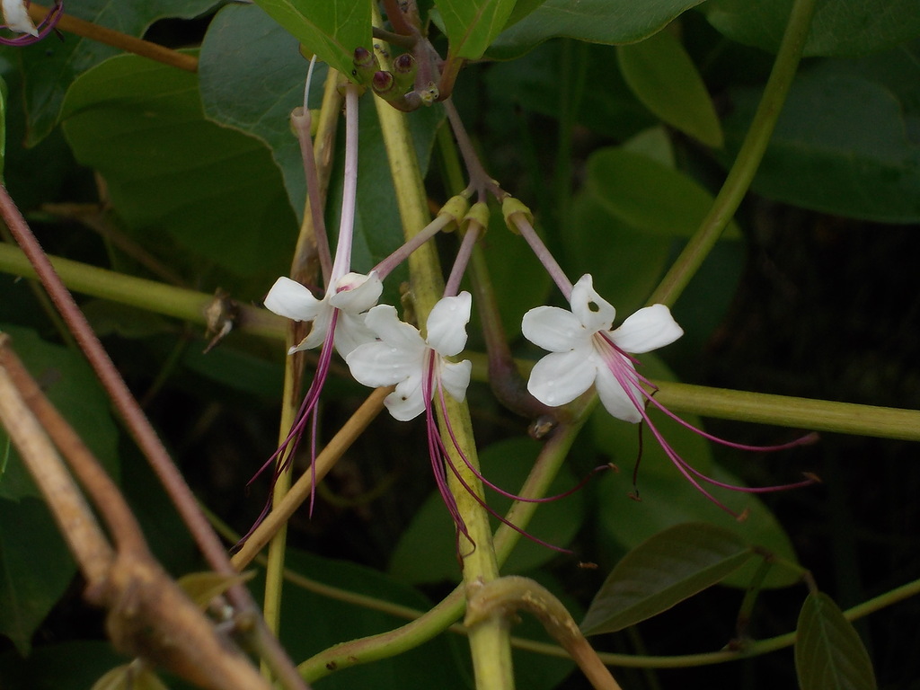 Image of genus Clerodendrum specimen.