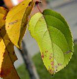 genus Malus. Листья. Подмосковье, г. Одинцово, сквер. Октябрь 2012 г.