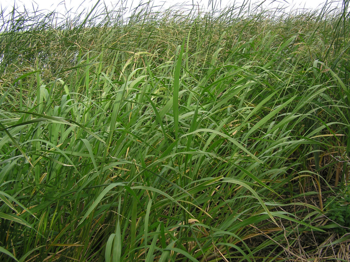 Image of Zizania latifolia specimen.