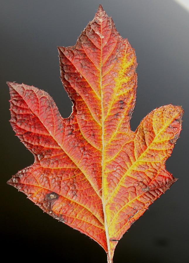 Image of Hydrangea quercifolia specimen.