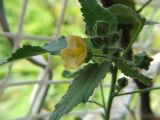 genus Sida. Верхушка цветущего растения. Израиль, г. Беэр-Шева, сорняк в цветочном горшке. сентябрь 2008 г.