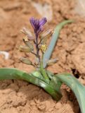 Bellevalia hermonis. Цветущее растение. Israel, Mount Hermon, Har Habushit. 25.05.2012.