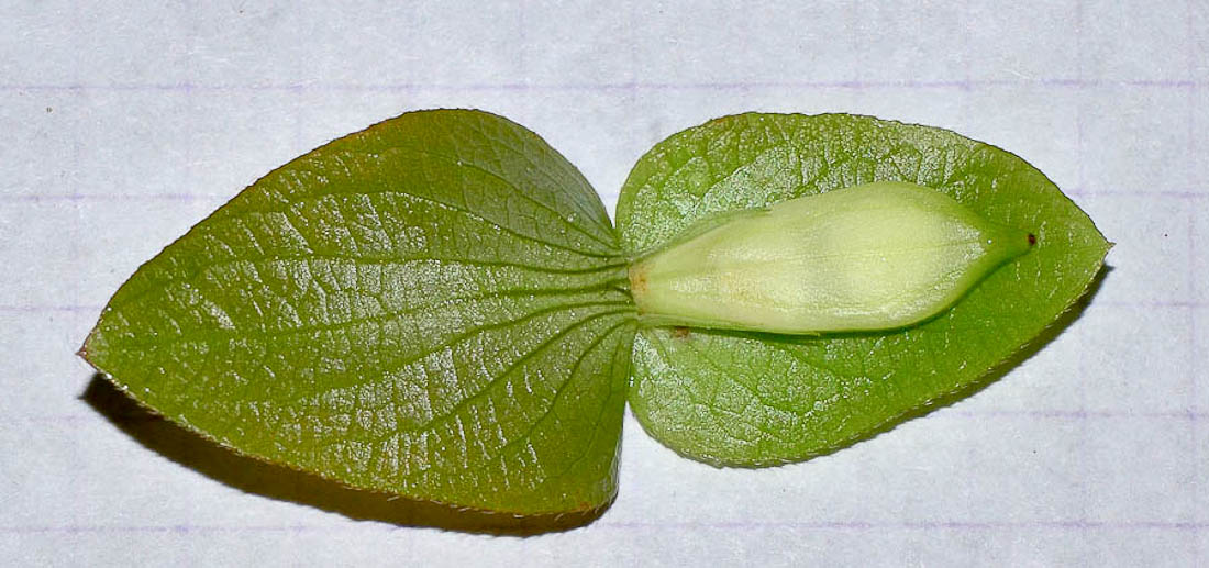 Image of Barleria repens specimen.