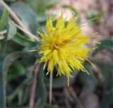 Centaurea hyalolepis