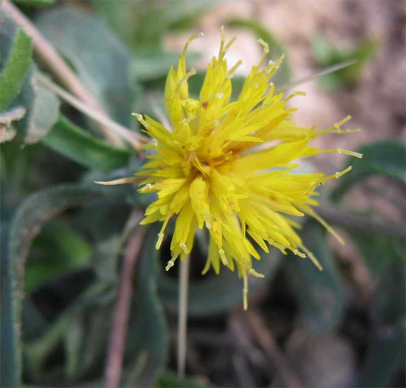 Image of Centaurea hyalolepis specimen.