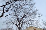 Koelreuteria bipinnata. Крона старого дерева в покое. Израиль, Шарон, г. Герцлия, в культуре.