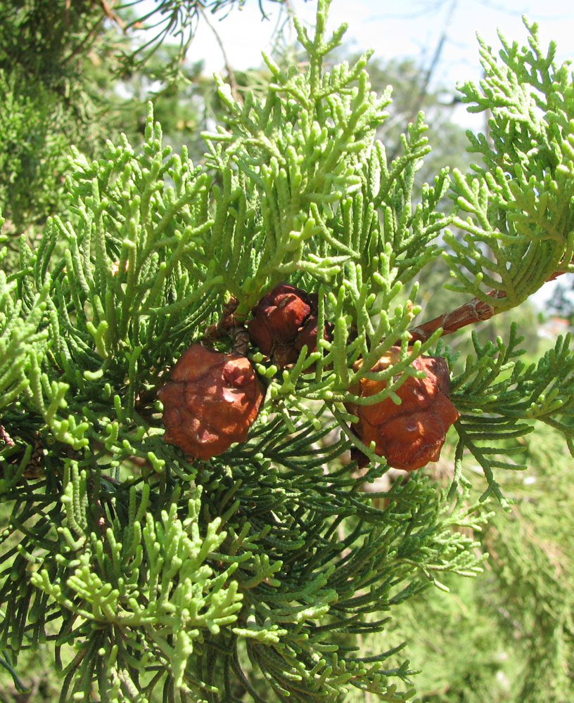 Изображение особи Cupressus sempervirens.