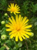 genus Hieracium. Соцветие. Ростовская область, г. Новочеркасск, бугры. 22.07.2010.