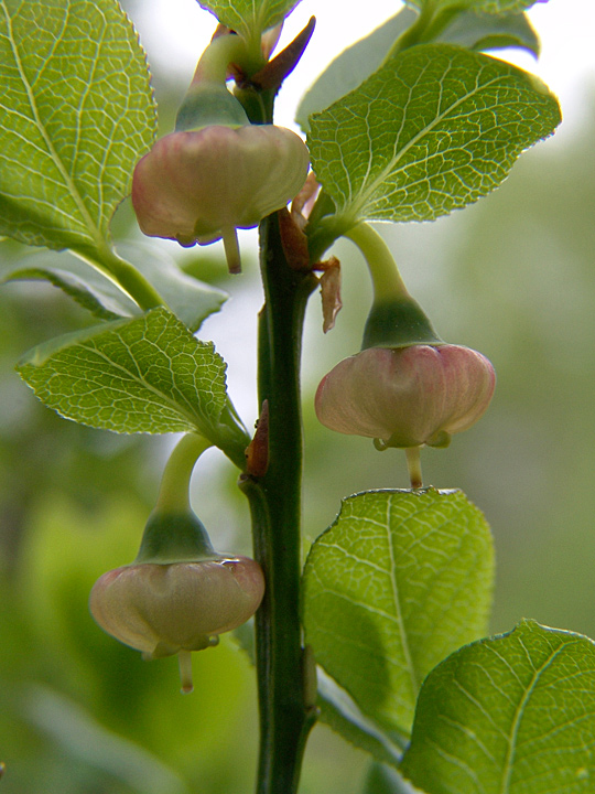 Image of Vaccinium myrtillus specimen.