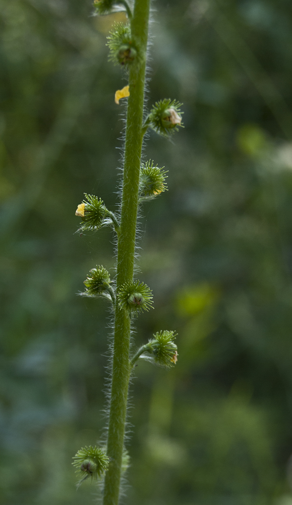 Изображение особи Agrimonia asiatica.