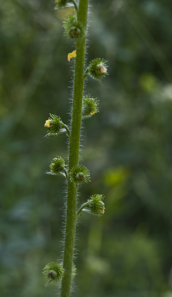 Image of Agrimonia asiatica specimen.