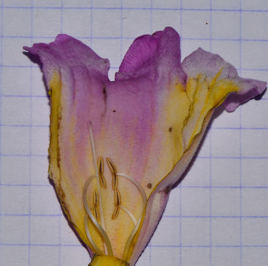Изображение особи Tabebuia impetiginosa.