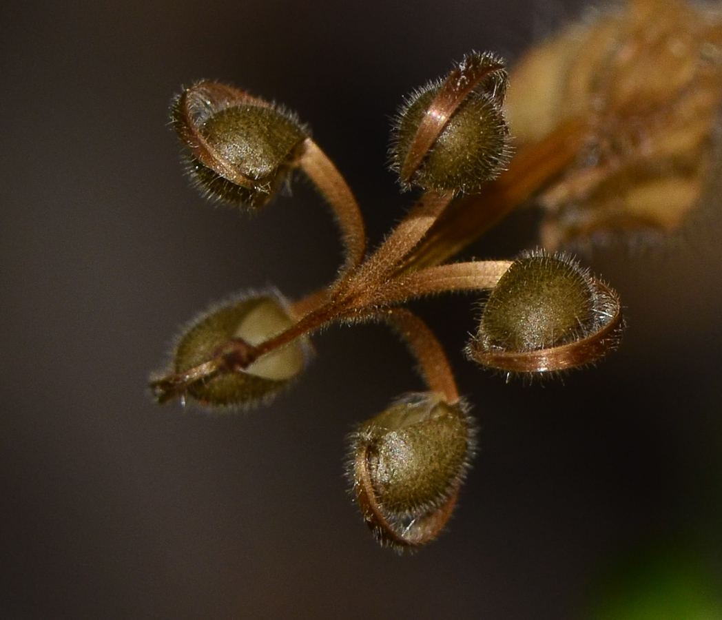 Изображение особи Geranium molle.