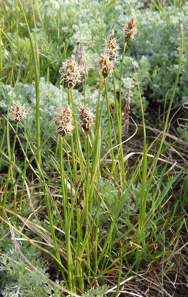 Image of Carex stenophylla specimen.