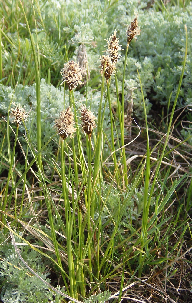 Изображение особи Carex stenophylla.