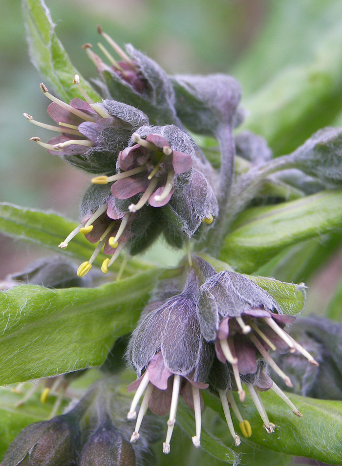 Image of Solenanthus biebersteinii specimen.