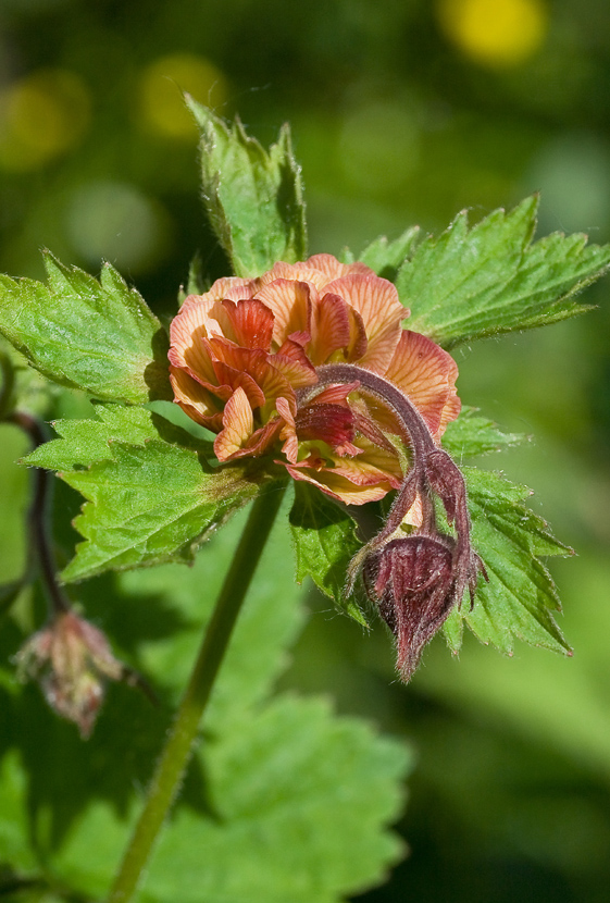 Image of Geum rivale specimen.