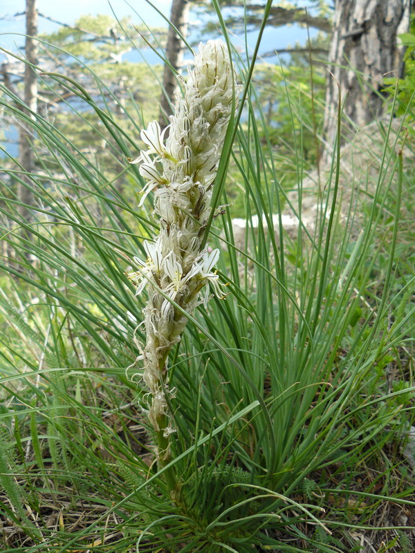 Image of Asphodeline taurica specimen.