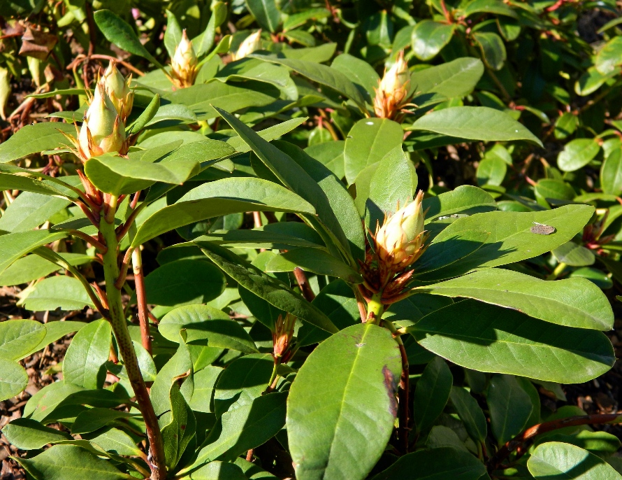 Изображение особи род Rhododendron.