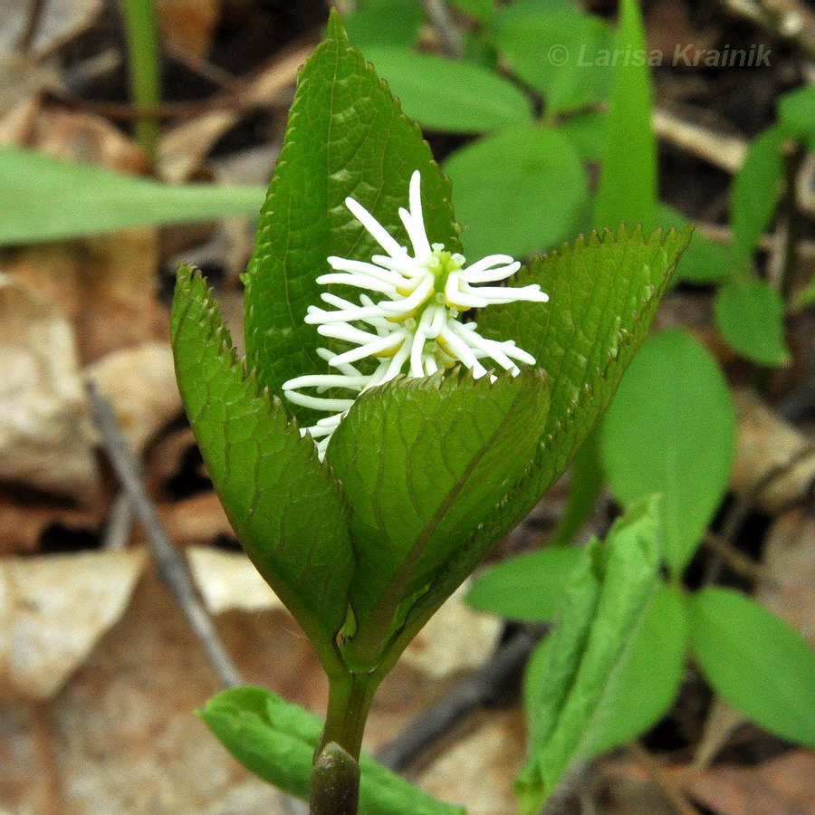 Image of Chloranthus quadrifolius specimen.