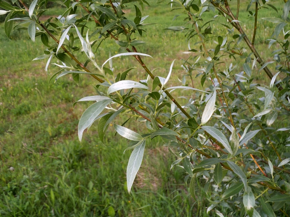 Image of Salix alba specimen.