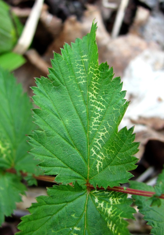 Изображение особи Filipendula ulmaria.