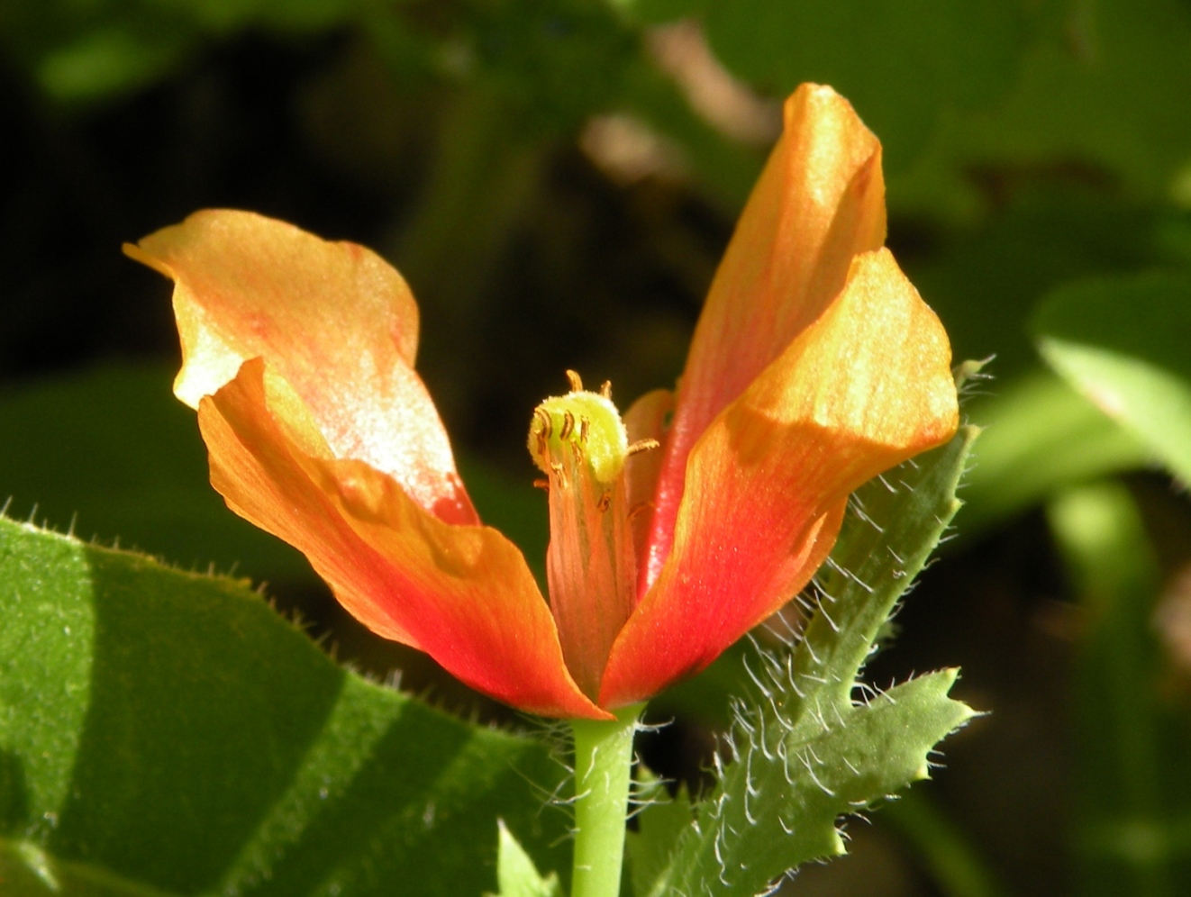 Изображение особи Glaucium corniculatum.