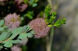 Melaleuca nesophila. Верхушка веточки с отцветшим соцветием и молодыми побегами. Израиль, Шарон, г. Герцлия, в культуре. 08.06.2013.